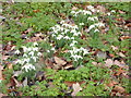 Snowdrops at the London Wetland Centre