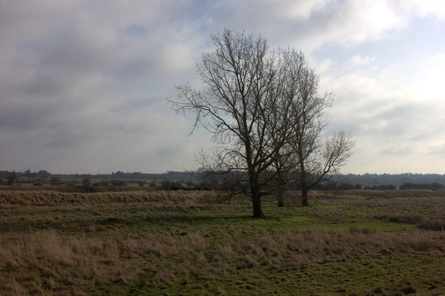 Trees by Fen Rivers Way
