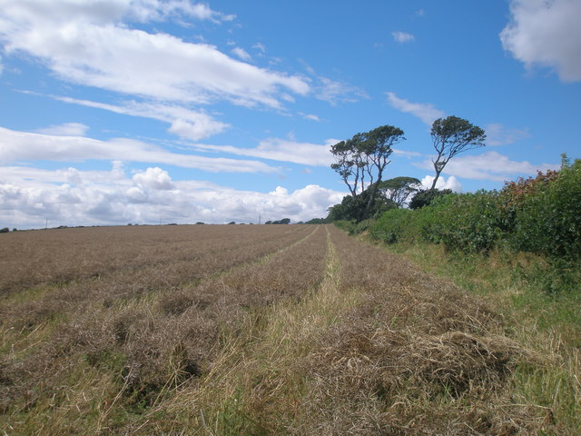 Hedge and trees marking the route of a minor road