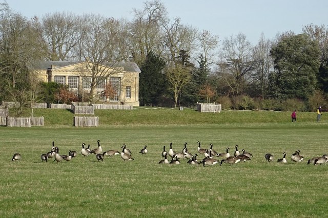 Canada geese in Croome Park