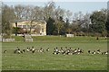 SO8844 : Canada geese in Croome Park by Philip Halling