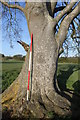 Big Cowden Field, Cholderton: arborglyph