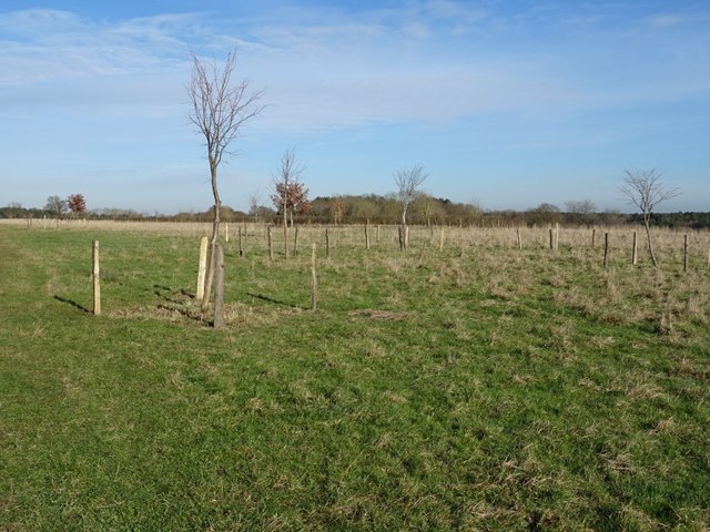 Young trees in Croome Park