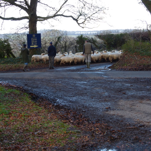 Herding sheep down Smugs Lane, Cholderton