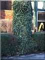 Ivy-covered tree and wall at 12/13 Drury Lane