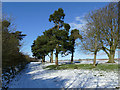 Pine trees near Upwood Hall