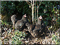 Black hens, Ghyll House Farm