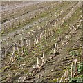 Fodder maize stubble