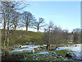 Sheep grazing at Throstle Nest