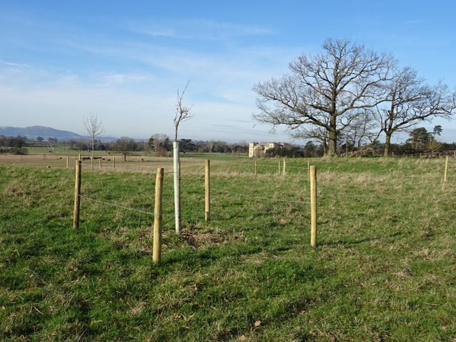 Young trees in Croome Park