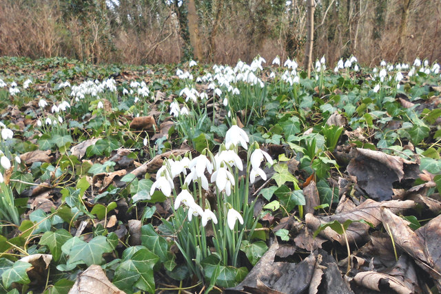 Snowdrops in Fryston woods