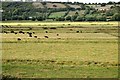 Grazing marshes