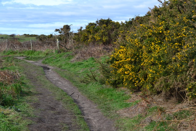 Path and gorse bushes above Beckton Bunny