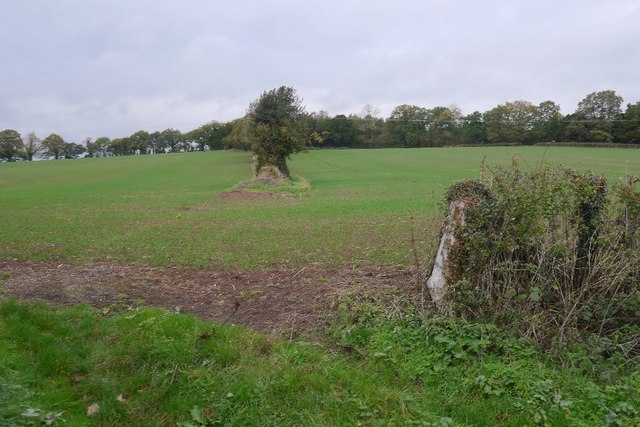Remains of a hedge, Acton Round