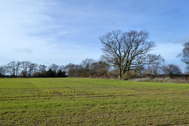 Chequers Wood, Tendring - area information, map, walks and more