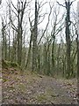 SS9039 : Permissive path in Blagdon Wood by David Smith
