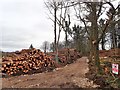 SJ0974 : Felled tree stacks by Eirian Evans