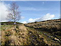 Track leading to Moel Gwynfynydd