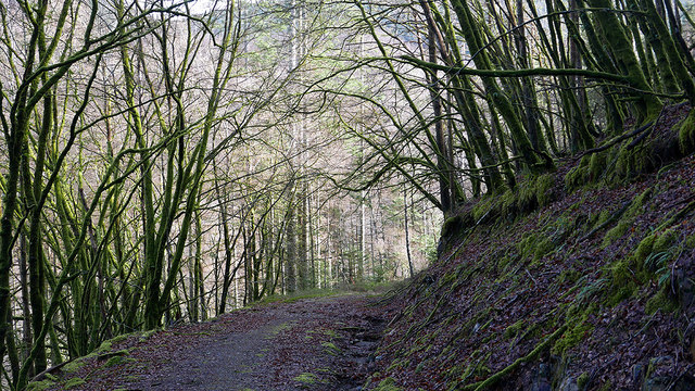 Forest Track In Coed Tyddyn Gwladys © John Lucas Geograph Britain