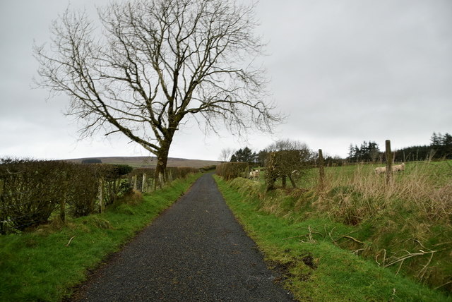 Tree along Meenadoo Road © Kenneth Allen :: Geograph Ireland