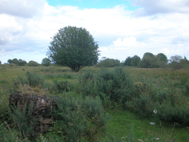 Rossie Moor vegetation
