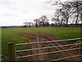 SJ0877 : Field off Hiraddug Road by Eirian Evans