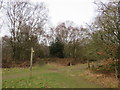 Paths on Banstead Heath