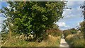 SU2885 : Apple tree on the Ridgeway, east of Wayland's Smithy by Phil Champion