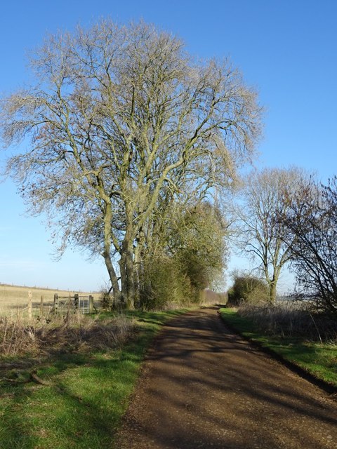 Ash trees beside a restricted byway