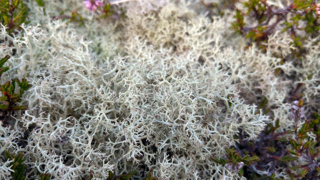 Reindeer lichen (Cladonia sp) at Studland Heath, Purbeck