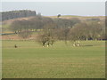 NS9847 : Pasture at Carnwath by M J Richardson