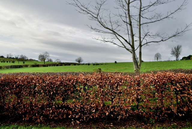 Neatly trimmed hedge, Clanabogan Upper