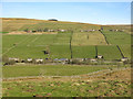 Upper Weardale around Daddry Shield