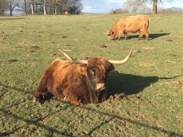 Highland cattle at Graves Park Rare Breeds Centre