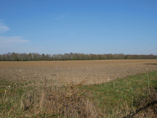 Bare field with woodland in background