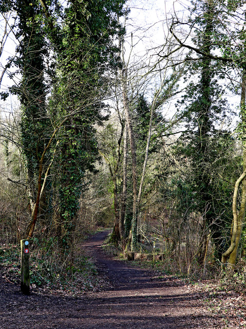 Woodland track by the River Severn near Highley in Shropshire