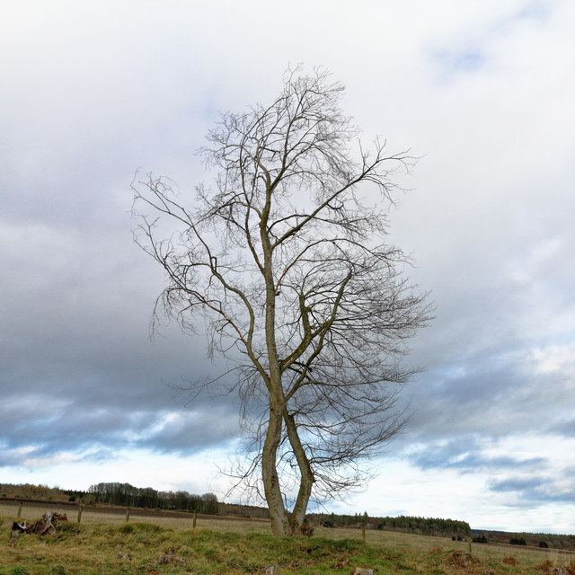 Tree at the field edge near Bellton Wood