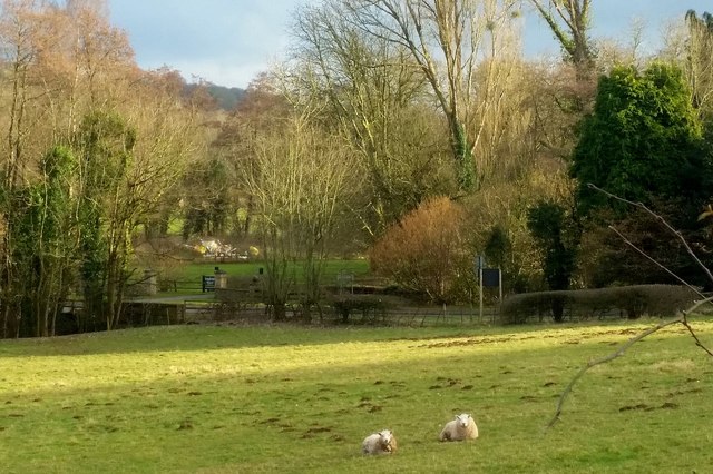 Sheep in pasture by the A40 at Longhope