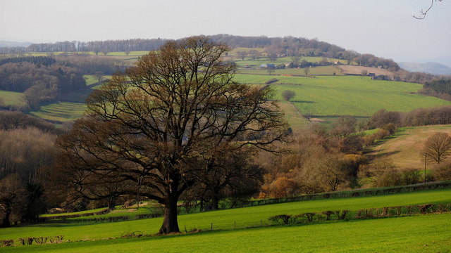 Oak tree and Herefordshire countryside