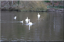 NS2209 : Swans at the Swan Pond, Culzean by Billy McCrorie
