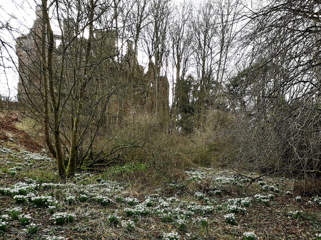 Gloomy day at Redcastle: snowdrops by the ruined castle