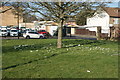 View of a patch of crocuses around a tree on Frogmore Green