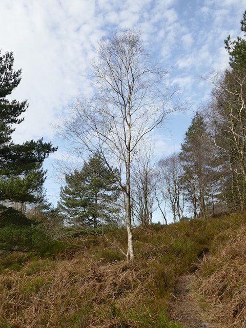 Solitary tree in Reddicar Clough
