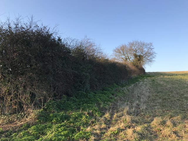 Field and hedge near Edgar Farm