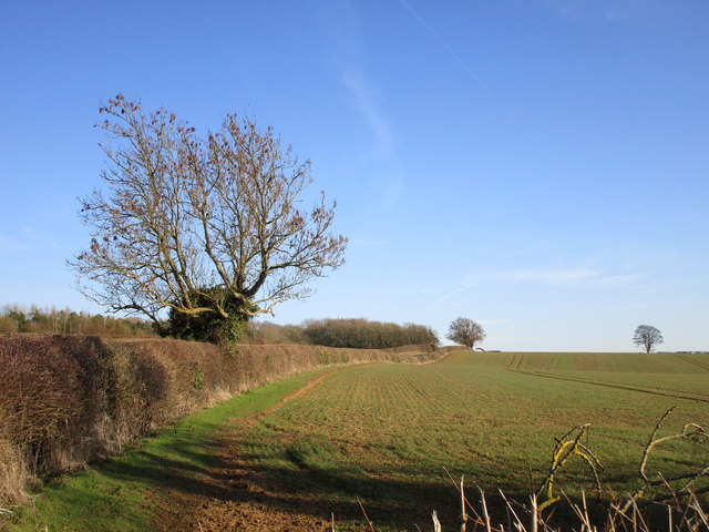 Field edge and autumn sown crop near... © Jonathan Thacker :: Geograph ...