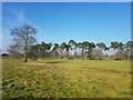 Field beside the car park