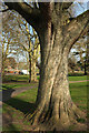 ST5974 : Plane trees, St Andrew's Park, Bristol by Derek Harper
