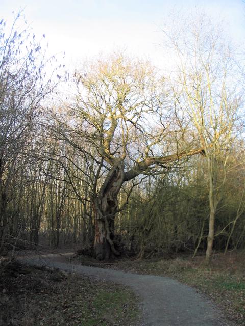 Gnarled tree, Gibbet Hill woodland
