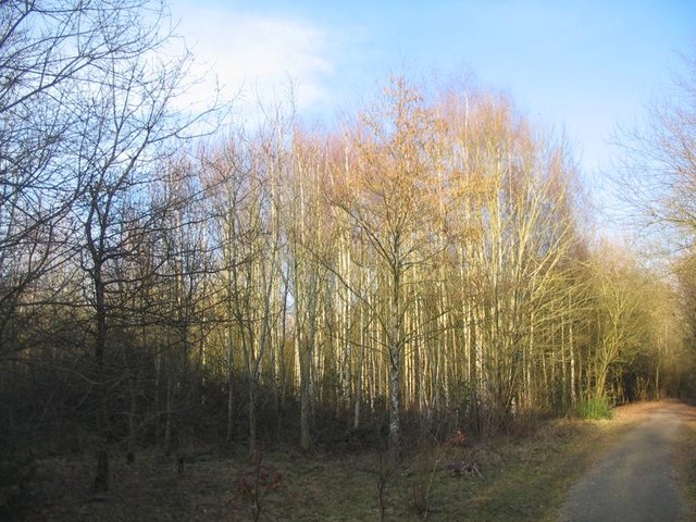 Gibbet Hill woodland