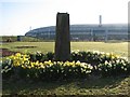 Ring of daffodils